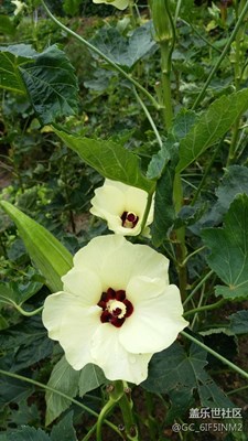 兩朵花
