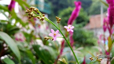 這是什么花