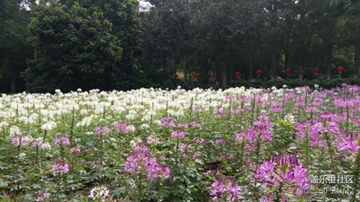蝴蝶花