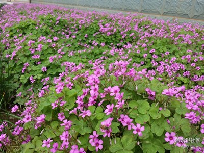 小花