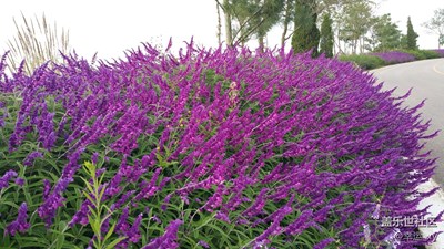 路邊的美花