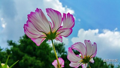 【花事】9108V拍攝的格桑花