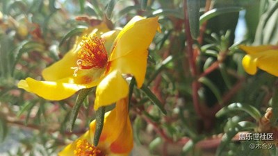 花與陽光