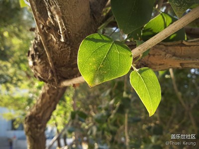Tab S校園的夏天
