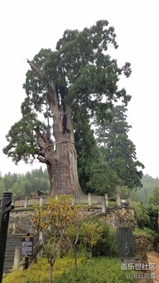 千年古樹(shù)