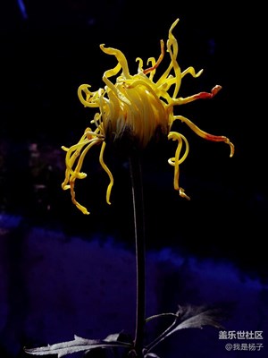 植物園拍的花