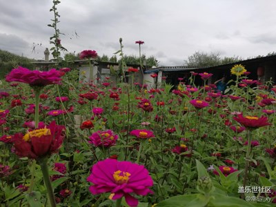 太陽(yáng)花
