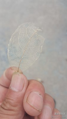 枯葉