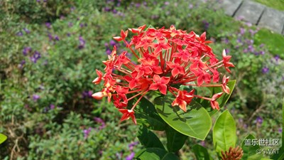 這是什么花？
