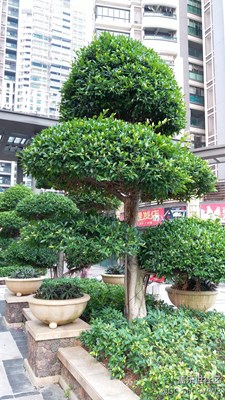 大樹