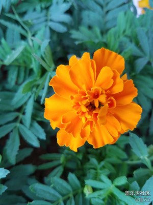 那些 花兒~~