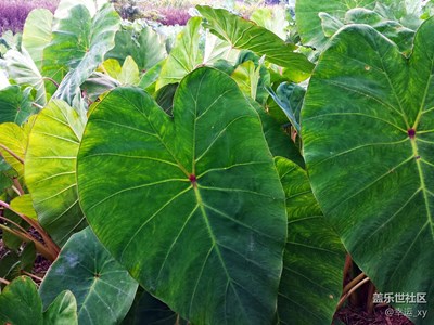 芋頭
