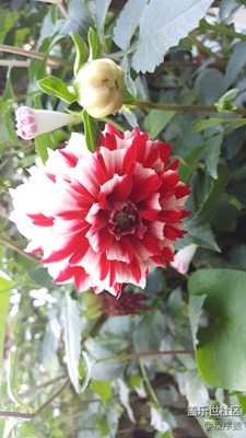 花各妖，百姿艷