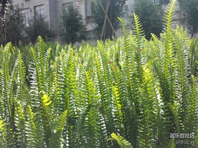 蕨類植物