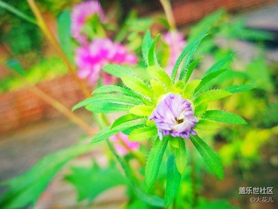 ～花事～