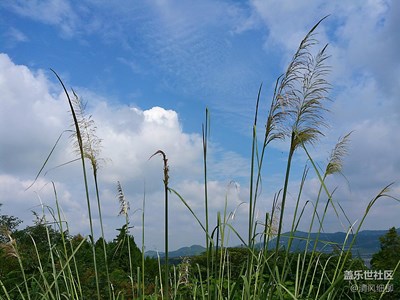 【秋色正濃】+綿陽(yáng)市三臺(tái)縣+秋舞藍(lán)天銀杏黃