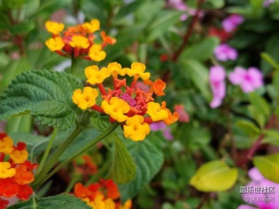 [秋色正濃】揚(yáng)州-馬可波羅花世界  （小7攝影）