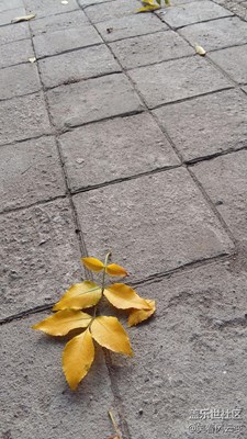 薄霧清晨，落葉知秋