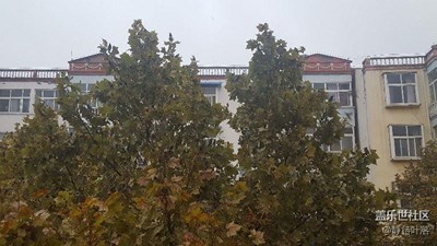歸巢的鳥兒