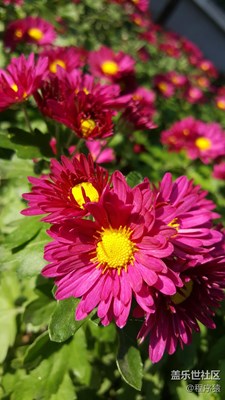 這又是什么花？