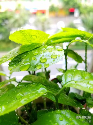 寧?kù)o夏天，一盆種子從發(fā)芽到枝繁葉茂