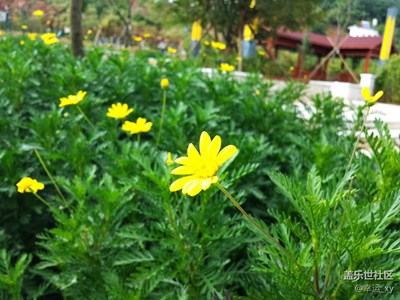 小花，也是那樣美