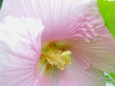 花開(kāi)富貴是芙蓉