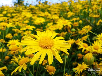 小太陽花（一）