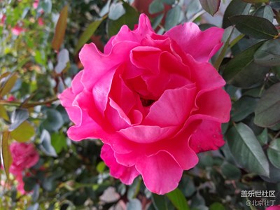 月季花~初戀