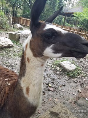 【帶著手機(jī)去撒歡兒】+國(guó)慶 上海動(dòng)物園隨拍
