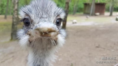 用S7e帶你看世界，萌萌噠的小動物們
