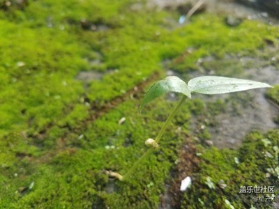 【帶著手機(jī)去撒歡兒】   憶童年