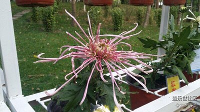傲霜秋菊，爭奇斗艷！