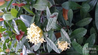 【帶著手機去撒歡兒】花叢隨拍