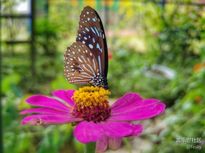 蝶戀花
