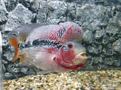 海洋魚類