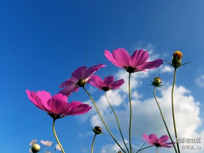 【攝影】格桑花