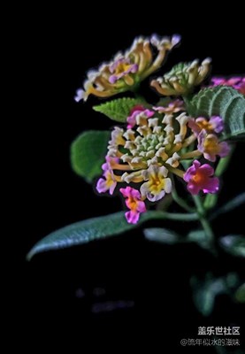 手動拍花