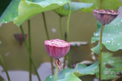 蓮蓬