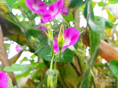 牽牛花