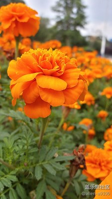 桂花香味覆蓋整個城區(qū)