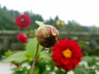 【攝影】菊花