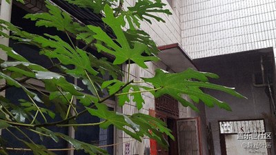 無花果