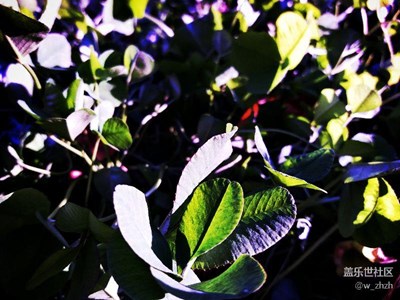 霜降后的清晨