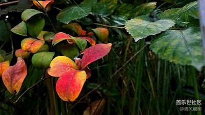 【一葉知秋】+綿陽(yáng)市+楓葉正紅秋風(fēng)涼