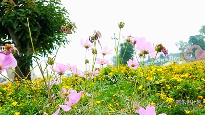 香草園遛彎兒