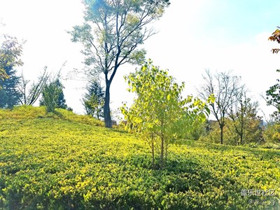 【S7拍攝】植物、城市