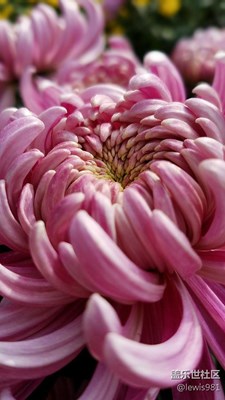 一組菊花。