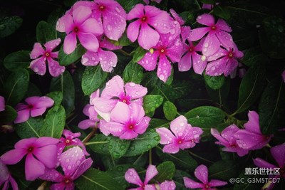 雨后
