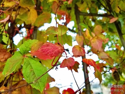 [S7攝影]秋色